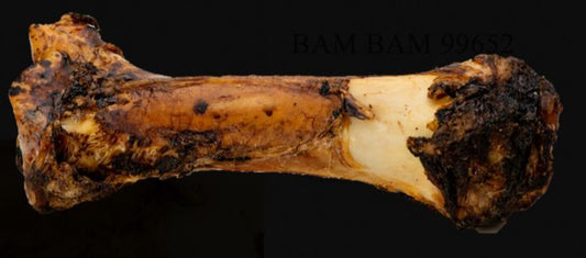 Jurassic Roasted Bone
